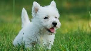 25 Dog Breeds That Don T Smell Barking Royalty