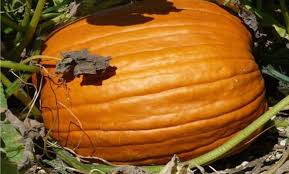 Innanzitutto è possibile conservare la zucca già tagliata in frigo, su di un piatto e rivestita di pellicola per alimenti… a patto di consumarla entro 72 ore. Conservazione Delle Zucche Dopo Il Raccolto Imparare A Conservare Le Zucche Il Giardino Commestible