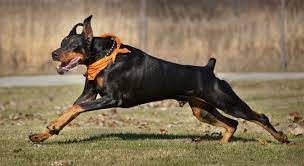 So, in order to identify a doberman puppy original or not, you have to examine their coat, nose, tail, muzzle, ears, height, weight, behavior, and specific tan color mostly unique for a purebred doberman. Doberman Puppies Price Range How Much Does A Doberman Dog Cost