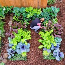 Try Growing These Easy Tasty And Nutritious Winter Vegetables Sunset Fall Garden Vegetables Growing Winter Vegetables Winter Vegetables Gardening