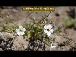 Image result for Jamesbrittenia integerrima