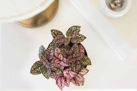 It prefers constantly moist but not soggy soil. Polka Dot Plant Care Growing Guide