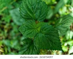 Image result for Laportea ovalifolia