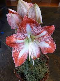 Best Amaryllis I Have Ever Grown Not Too Tall And Falling Over Flowers Amaryllis Plants