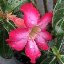 Adenium Obesum Desert Rose Adenium Rose Desert Rose
