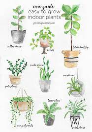 A Guide To Caring For Easy To Grow Indoor Plants Plants Indoor Plants Jade Plants