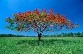 Image result for Acacia