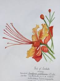 The flowers are arranged in the form of corymbs at the branches. How To Have A Fantastic Well Labelled Diagram Of Flamboyant Flower With Minimal Spending Well Labelled Flower Drawing Flower Illustration Botanical Painting