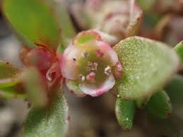 Image result for Elatinaceae