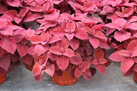 Image result for Coleus scutellarioides