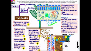 Biologi tingkatan 5 bab4 4.3, pertumbuhan awal zigot. Biologi Kssm T5 Bab 4 Pengangkutan Dalam Tumbuhan Youtube