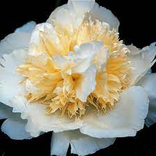 Explore the new season collections or shop bestsellers. Peonies Lilies And More Piet Koopman Arjan Poland