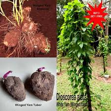 Image result for Dioscorea cayenensis