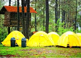 Rumah pohon yang berada di taman dayu ini terletak di kawasan hutan pinus. Pohon Pinus Pandaan Taman Dayu Jual Properti Jawa Timur