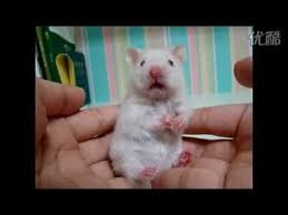 Image result for stunned hamster