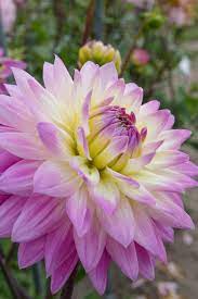 Save money by sending flowers directly with a local florist. Dahlia Miss Delilah Avon Bulbs