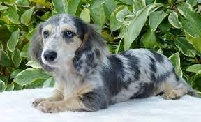 Alongside highlighting ways you can. Past Puppies Dachshund Breed Dapple Dachshund Clever Dog