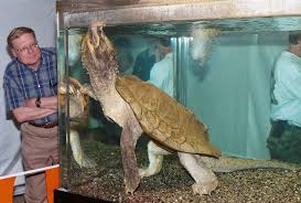 Mi), it has a low population density and appears to be in decline in many states. Pet Alligator Snapping Turtle For Sale Pet S Gallery