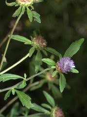 Image result for Afrohybanthus latifolius