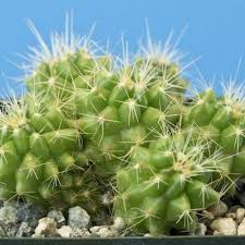 Water your christmas cactus when the top inch of the soil is dry. How To Grow A Golden Barrel Cactus From Seed Dummer Garden Manage Gfinger Is The Best Garden Manage App