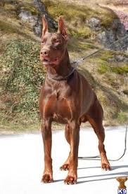 Black And Tan Doberman Puppies For Sale Washington Doberman Pinscher Puppies For Sale Doberman Dogs Doberman Pinscher Dog Doberman Pinscher Puppy