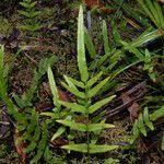 Image result for Lindsaea ensifolia
