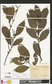 Image result for Strephonema