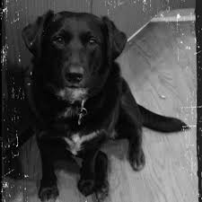 Black And White Cattle Dog Lab Mix Black Lab Blue Heeler Mix Black Lab Blue Heeler Heeler