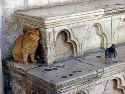 Image result for pigeon closed eyes seeing the cat pics