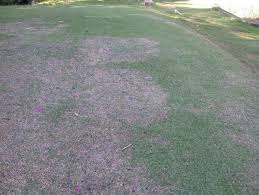 The market, for instance, could continue lower after we get into this trade, so how might we handle this? Enh11 Lh011 Zoysiagrass For Florida Lawns