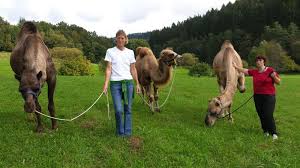 Shake it off and take a step ahead. Help Us On Our Camel Llama Farm In A Village Outside Frankfurt Germany