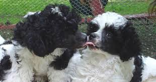 Black And White Toy Poodle Puppies This Is Probably One Of The Cutest Photos Ever Two Black And White Parti Toy Poodle Puppies Giving Each Other Kisses Lo Toy Poodle Black Parti Poodle Poodle