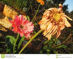 Gerbera Flower Wilting Best Flower Wallpaper