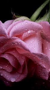 Pin By Christian Crystals On Photography Flowers Wet Flowers Rose Flower