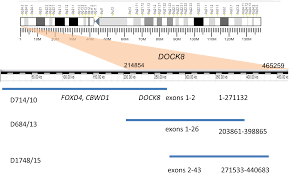 To do this, we use a lie detector, also called a « polygraph ». Mlpa Is A Practical And Complementary Alternative To Cma For Diagnostic Testing In Patients With Autism Spectrum Disorders And Identifying New Candidate Cnvs Associated With Autism Peerj
