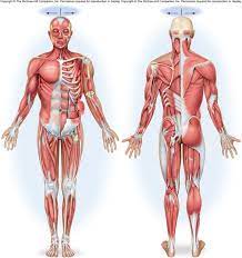 Students fill in the boxes with the names of the bones. A P I Anterior And Posterior Muscles Diagram Quizlet
