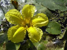 Image result for Nymphoides senegalensis