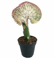 Coral cactus adds life to indoor decor: Rainbow Coral Cactus Candelabra Cactus Elkhorn Cactus 4 Pot Euphorbia Walmart Com Walmart Com