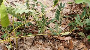 Image result for Entada arenaria