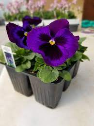 However, during the spring, one of the best spots to check out is shenks ferry wildflower preserve north of pequea in lancaster county. Shenk S Greenhouse Home Facebook