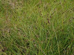 Image result for Schoenus