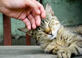 Koshki Lechat Lyudej Svoim Murlykanem