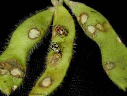 Disease and food safety issues. Common Vegetable Pests And Diseases Extension Walworth County