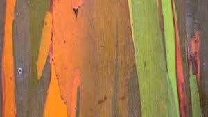 Rainbow Tree Seed Germination How To Germinate Rainbow Eucalyptus Deglupta Mindanao Gum Tree Youtube Rainbow Eucalyptus Rainbow Eucalyptus Tree Rainbow Tree
