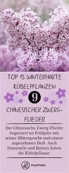 Winterharte Kubelpflanzen Unsere Top 15 Plantura Kubelpflanzen Plantura Unsere Winterharte In 2020 Kubelpflanzen Kubelpflanzen Winterhart Winterhart