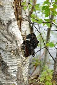 Gestern im kiefernwald an einer birke. I I Chaga Heilpilz Seine Positive Wirkung Auf Die Gesundheit Heilungsberichte De