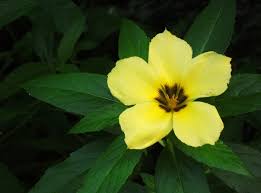 Image result for Turneraceae