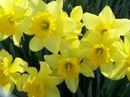 One Hundred And Seventy Five Of Them Daffodils Daffodil Flower Beautiful Flowers