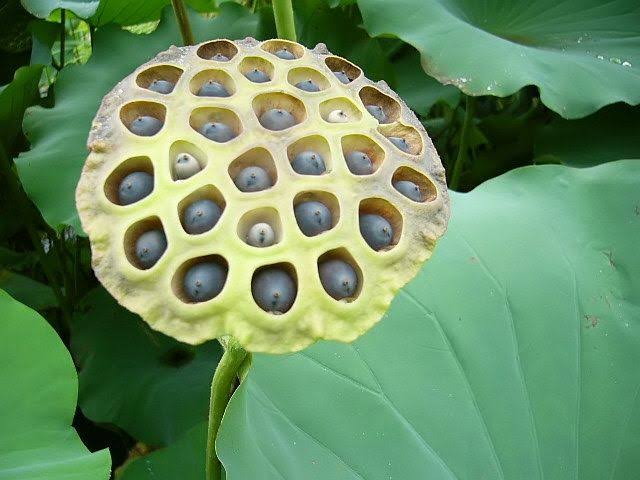 Mga resulta ng larawan para sa Lotus Fruit"