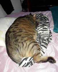 Kedi Cats Catstagram Animalslife Popo Sisko Obez Diyet Rejim Instalike Lovecats Love Life Hayat Makeup Giyim Ayakkabi Pati Tekir Cats Animals